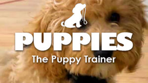 puppy trainer-Park Farm Community Centre